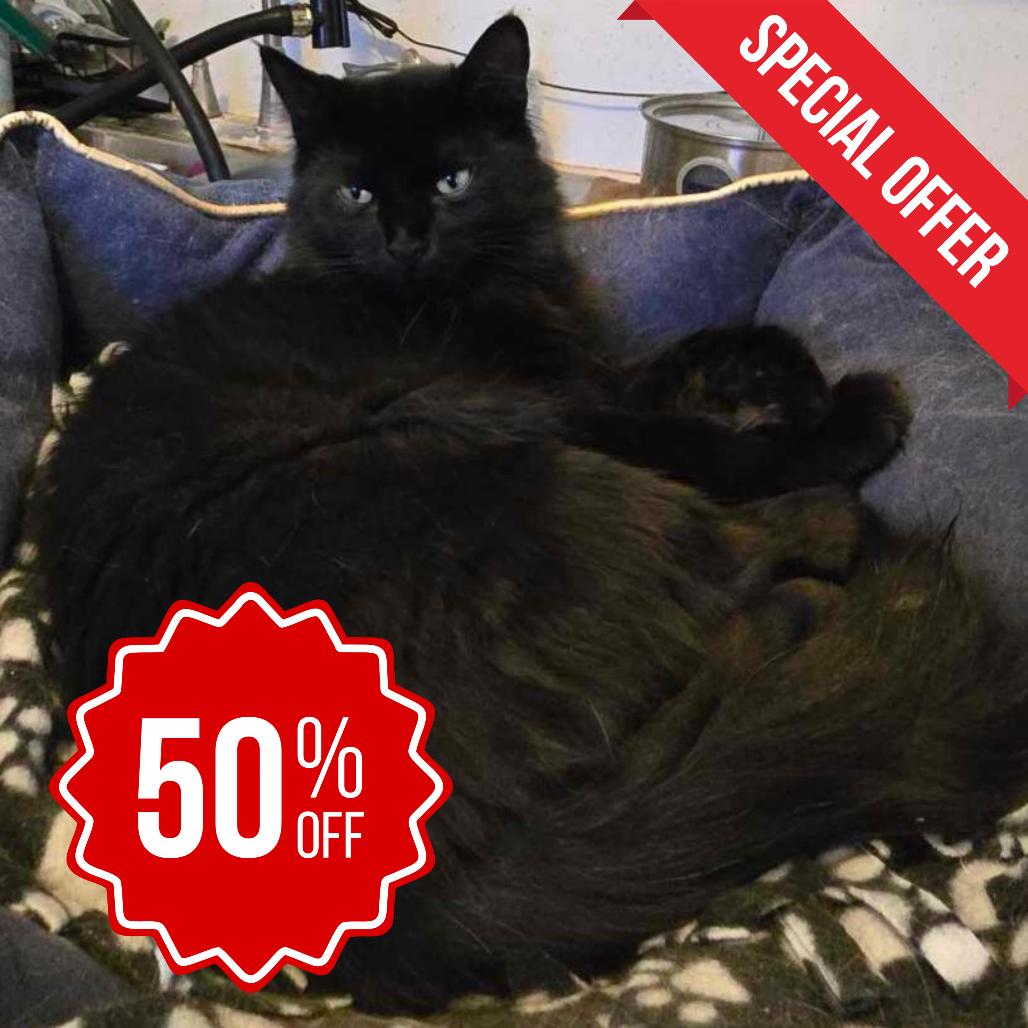 Leonardo, a Adoptable Domestic Medium Hair in Inver Grove Heights, MN image 3/6