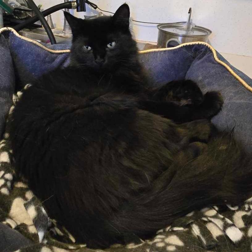 Enlarge Leonardo, a Adoptable Domestic Medium Hair in Inver Grove Heights, MN image 4/6