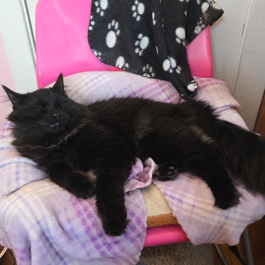 Enlarge Leonardo, a Adoptable Domestic Medium Hair in Inver Grove Heights, MN image 5/6