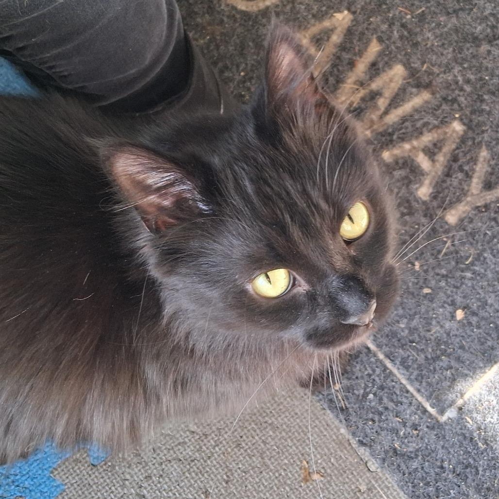Leonardo, a Adoptable Domestic Medium Hair in Inver Grove Heights, MN image 5/6