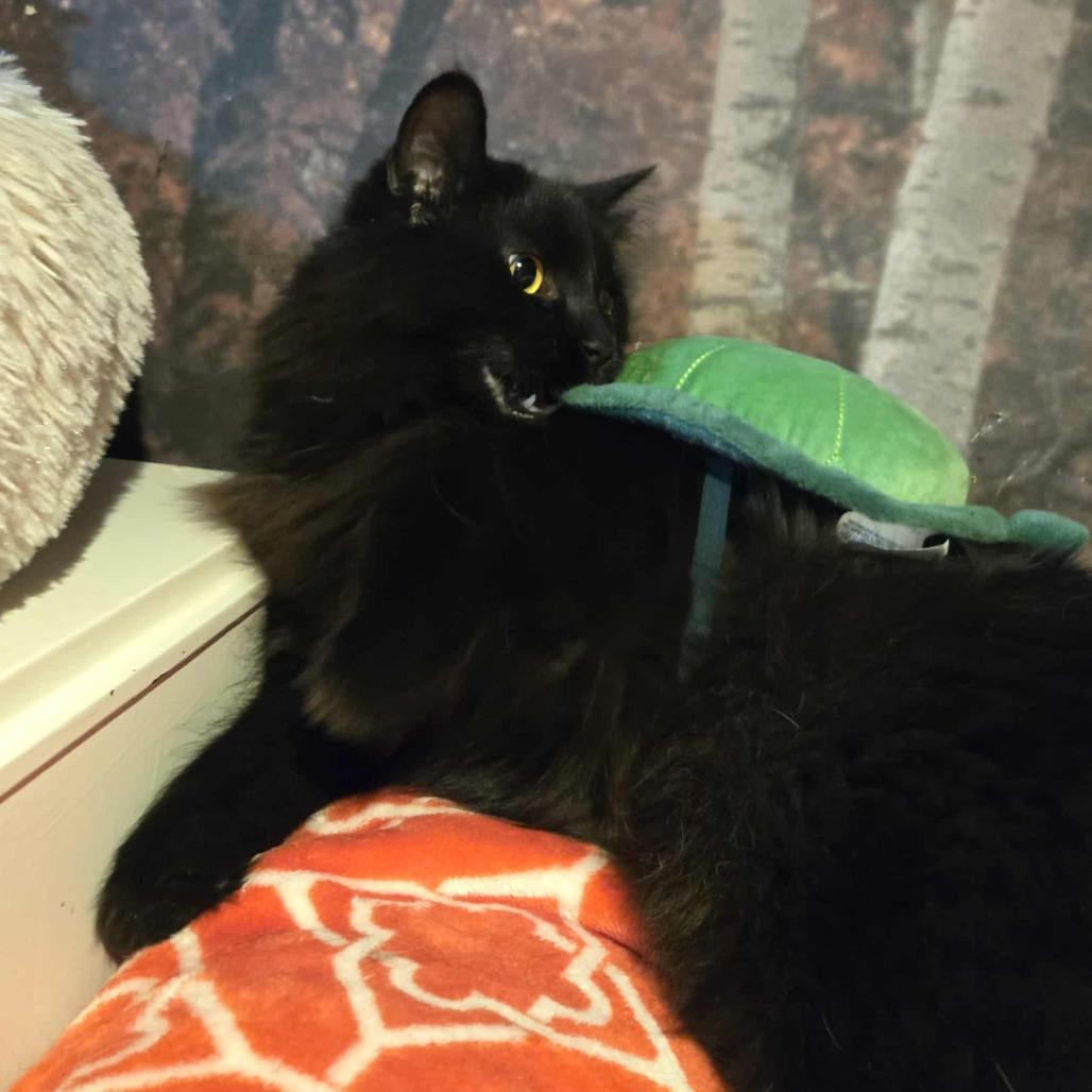 Enlarge Leonardo, a Adoptable Domestic Medium Hair in Inver Grove Heights, MN image 6/6