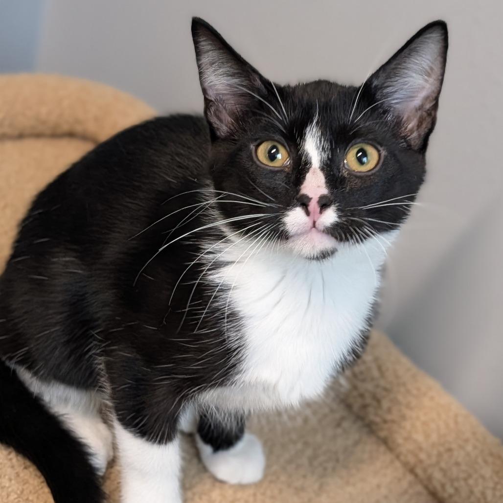 Ratatosk, ADOPTABLE, Kitten Male Domestic Short Hair.