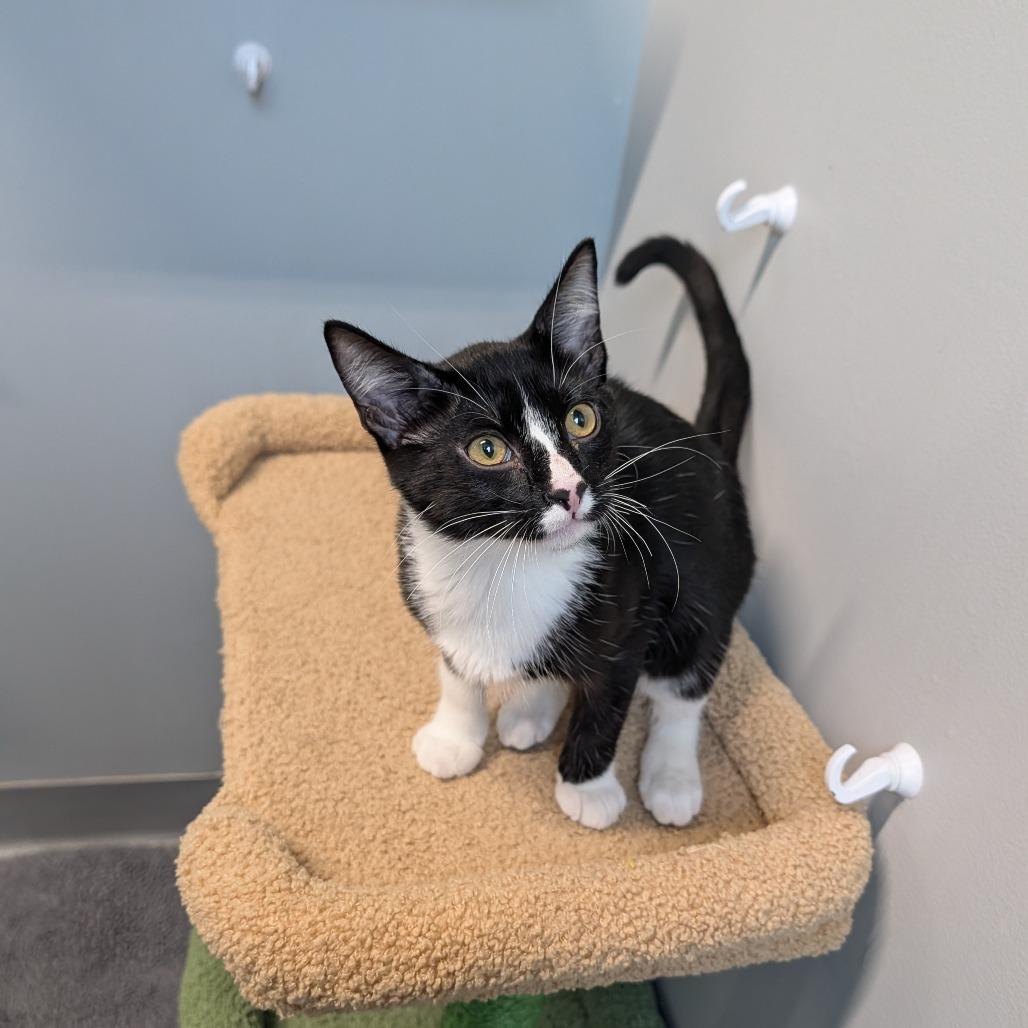 Enlarge Ratatosk, a Adopted Domestic Short Hair in Cape Girardeau, MO image 2/2