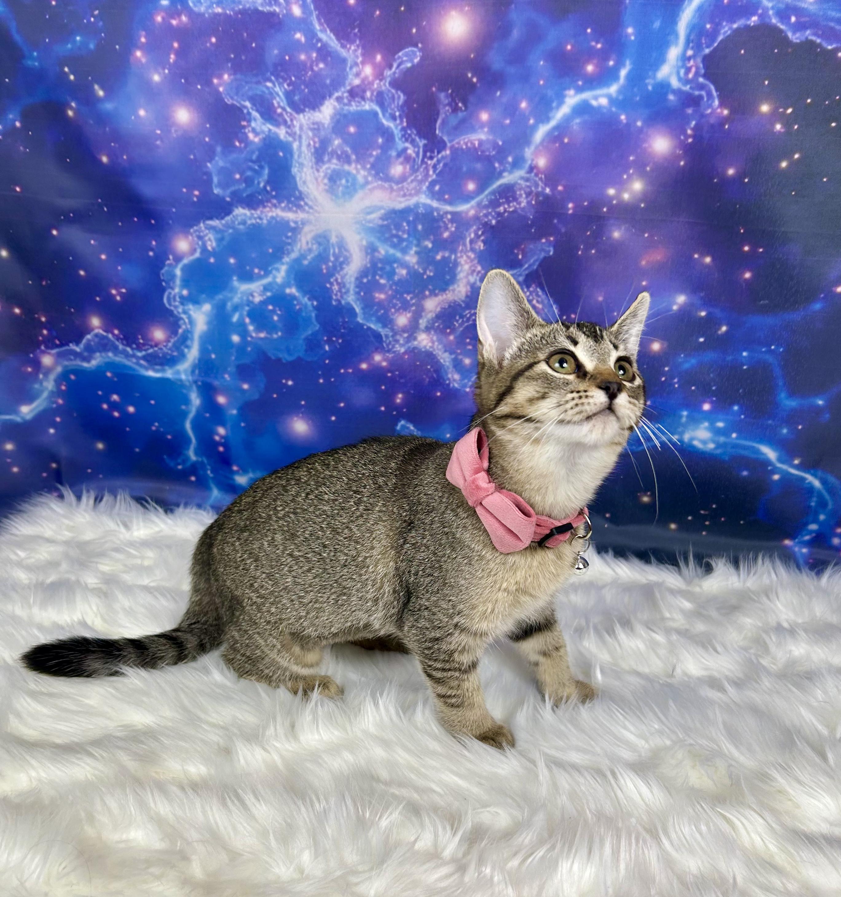 Enlarge Willow, a ADOPTABLE Domestic Short Hair in Webster, TX image 2/3