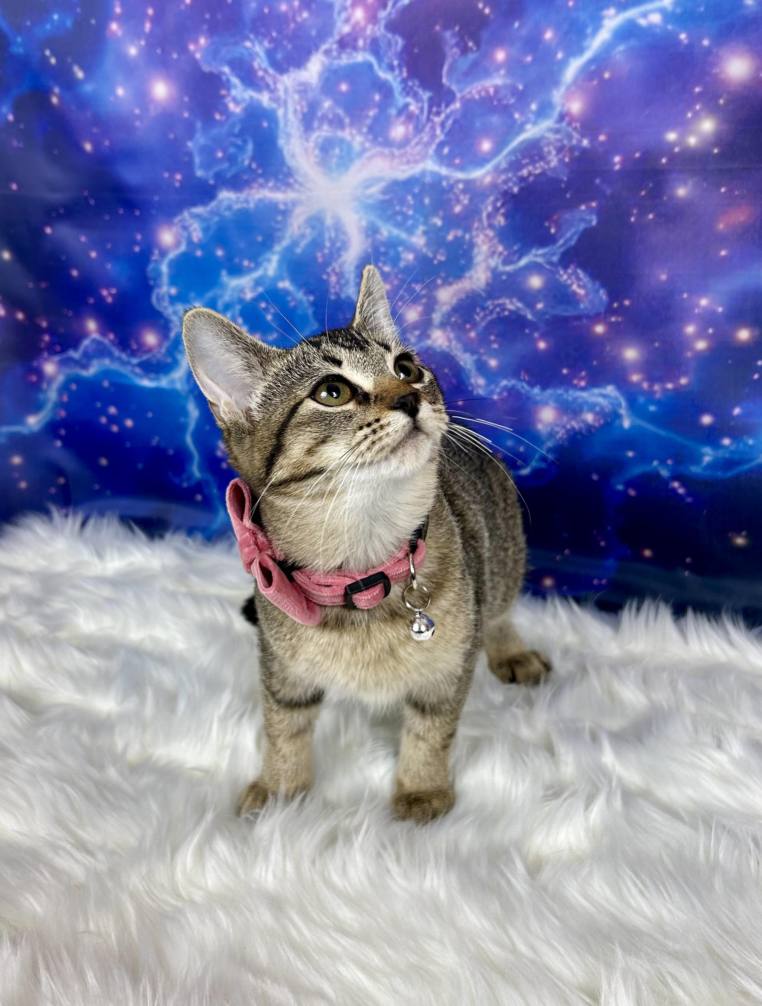 Enlarge Willow, a ADOPTABLE Domestic Short Hair in Webster, TX image 1/3