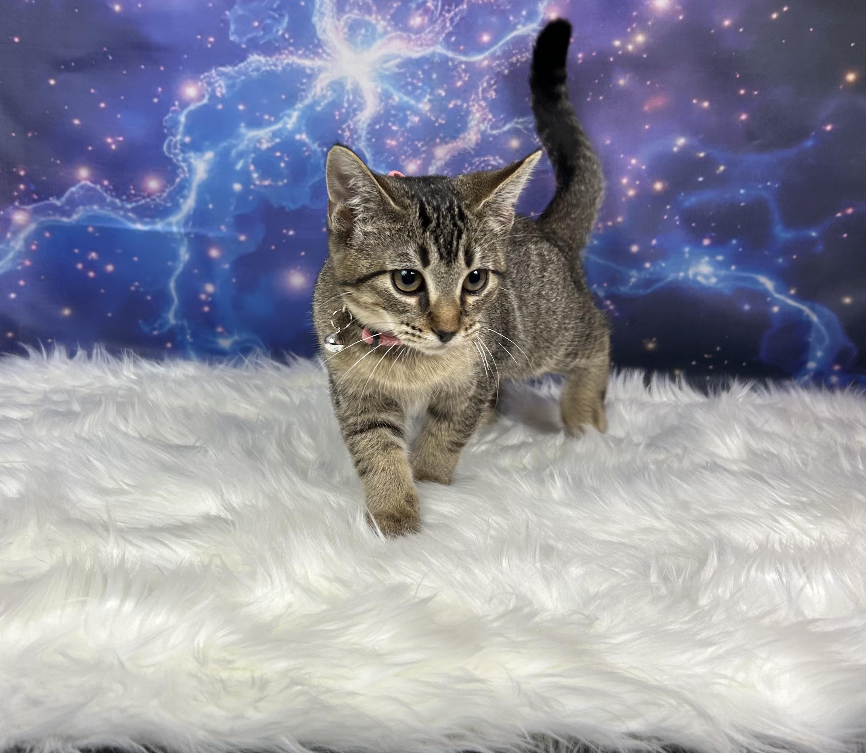 Enlarge Willow, a ADOPTABLE Domestic Short Hair in Webster, TX image 3/3