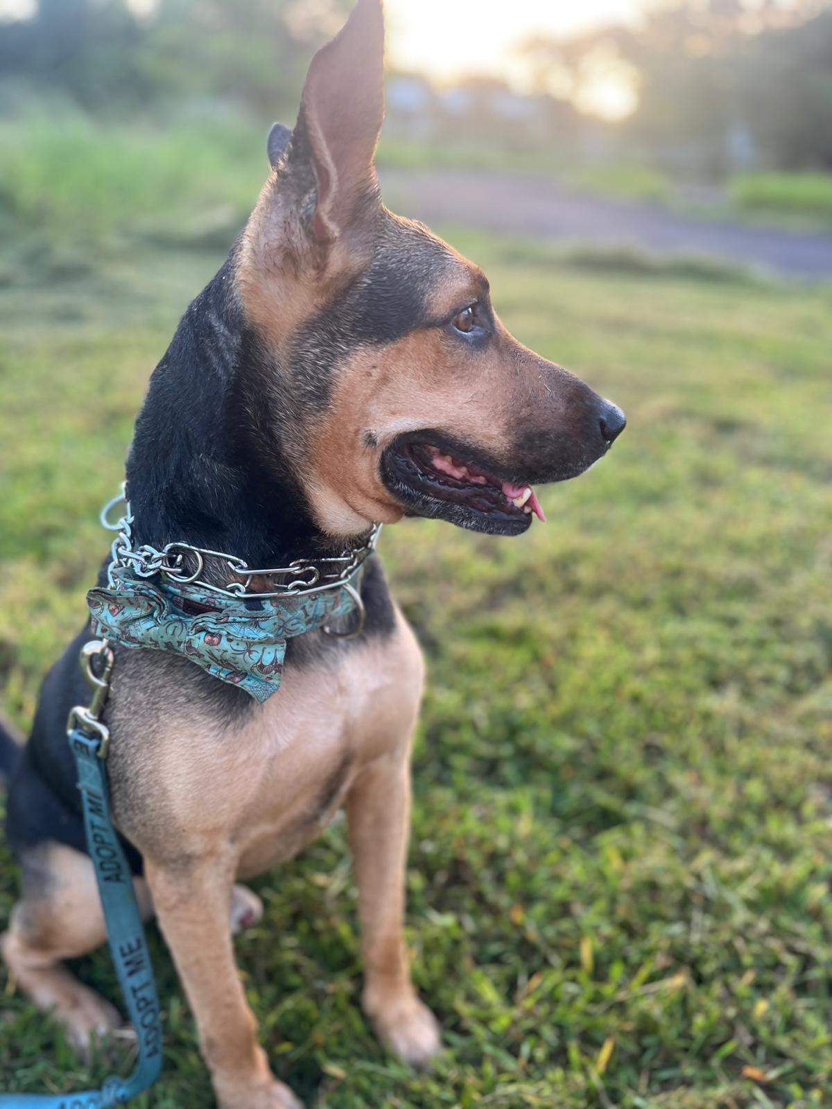 Enlarge Mo, a Adoptable mixed breed in Milwaukie, OR image 1/6
