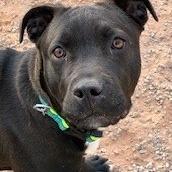 Nanna, Adoptable, Adult Female Pit Bull Terrier & Black Labrador Retriever.