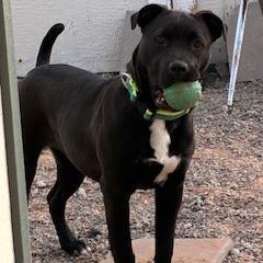 Enlarge Nanna, a Adoptable mixed breed in Bernalillo, NM image 2/5