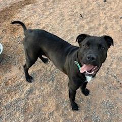 Enlarge Nanna, a Adoptable mixed breed in Bernalillo, NM image 3/5