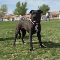 Enlarge Nanna, a Adoptable mixed breed in Bernalillo, NM image 4/5