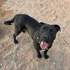 Enlarge Nanna, a Adoptable mixed breed in Bernalillo, NM image 5/5