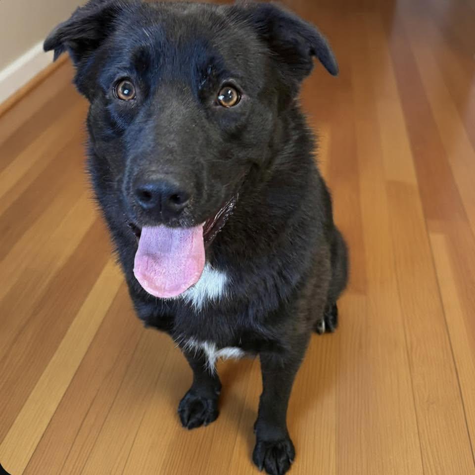 TYSON, a ADOPTABLE Retriever in Cadiz, OH image 3/3
