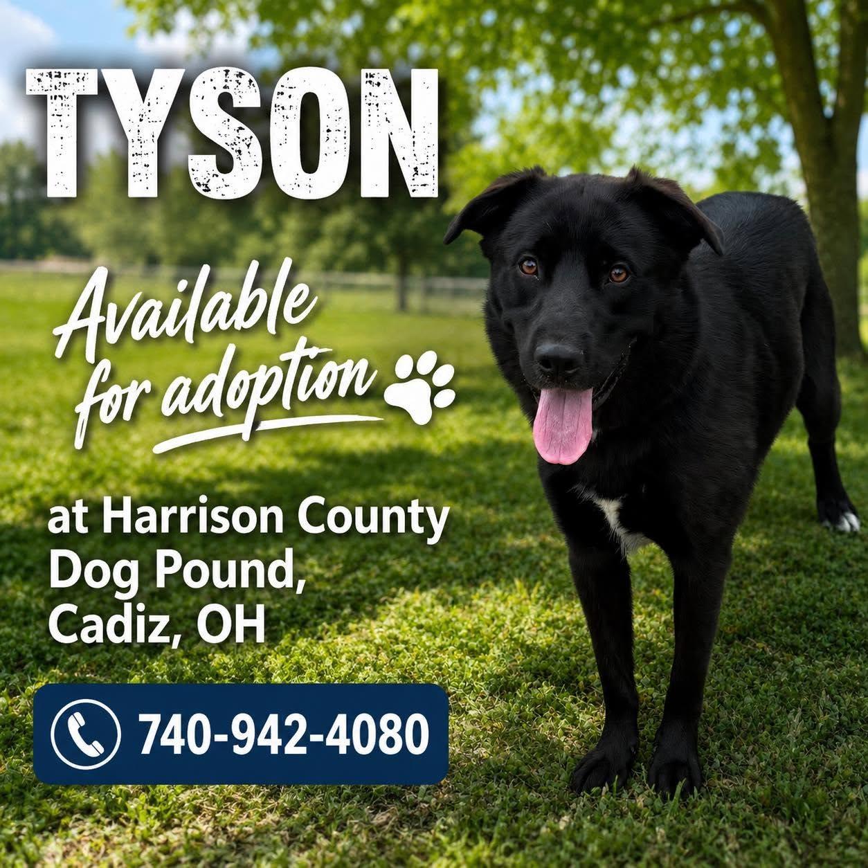 TYSON, ADOPTABLE, Adult Male Retriever.