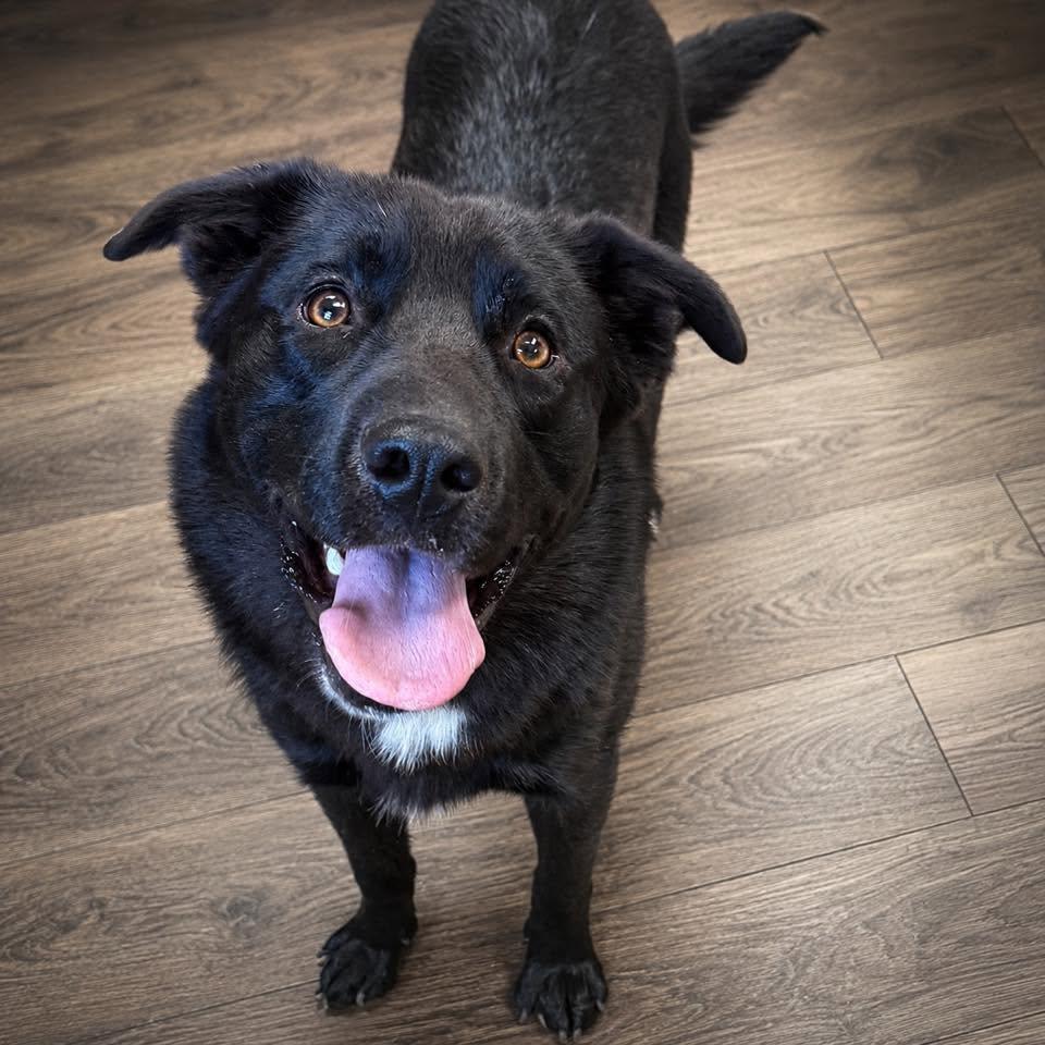 TYSON, a ADOPTABLE Retriever in Cadiz, OH image 2/3