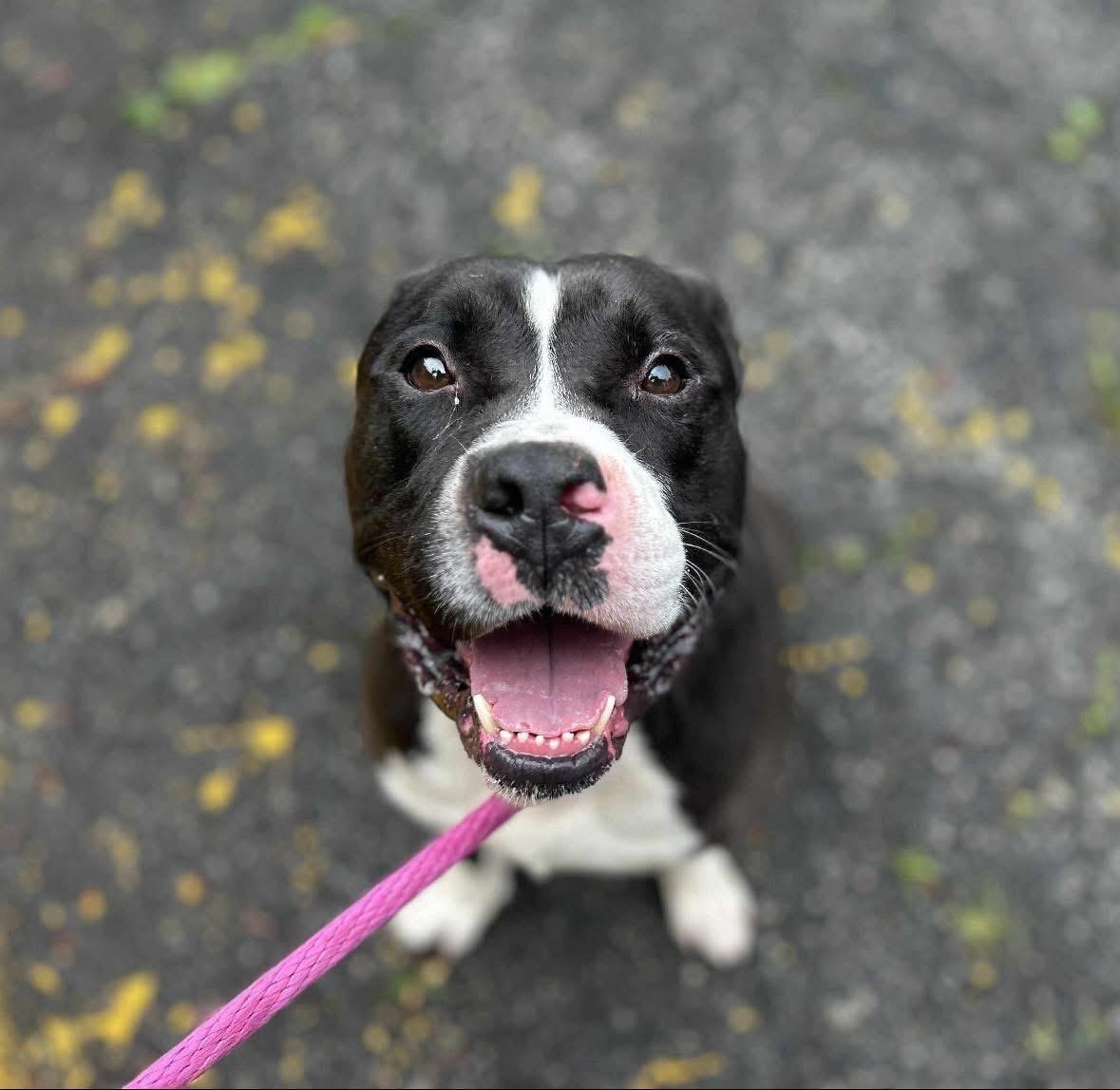 Enlarge Zuko, a ADOPTABLE mixed breed in Jackson , NJ image 4/4