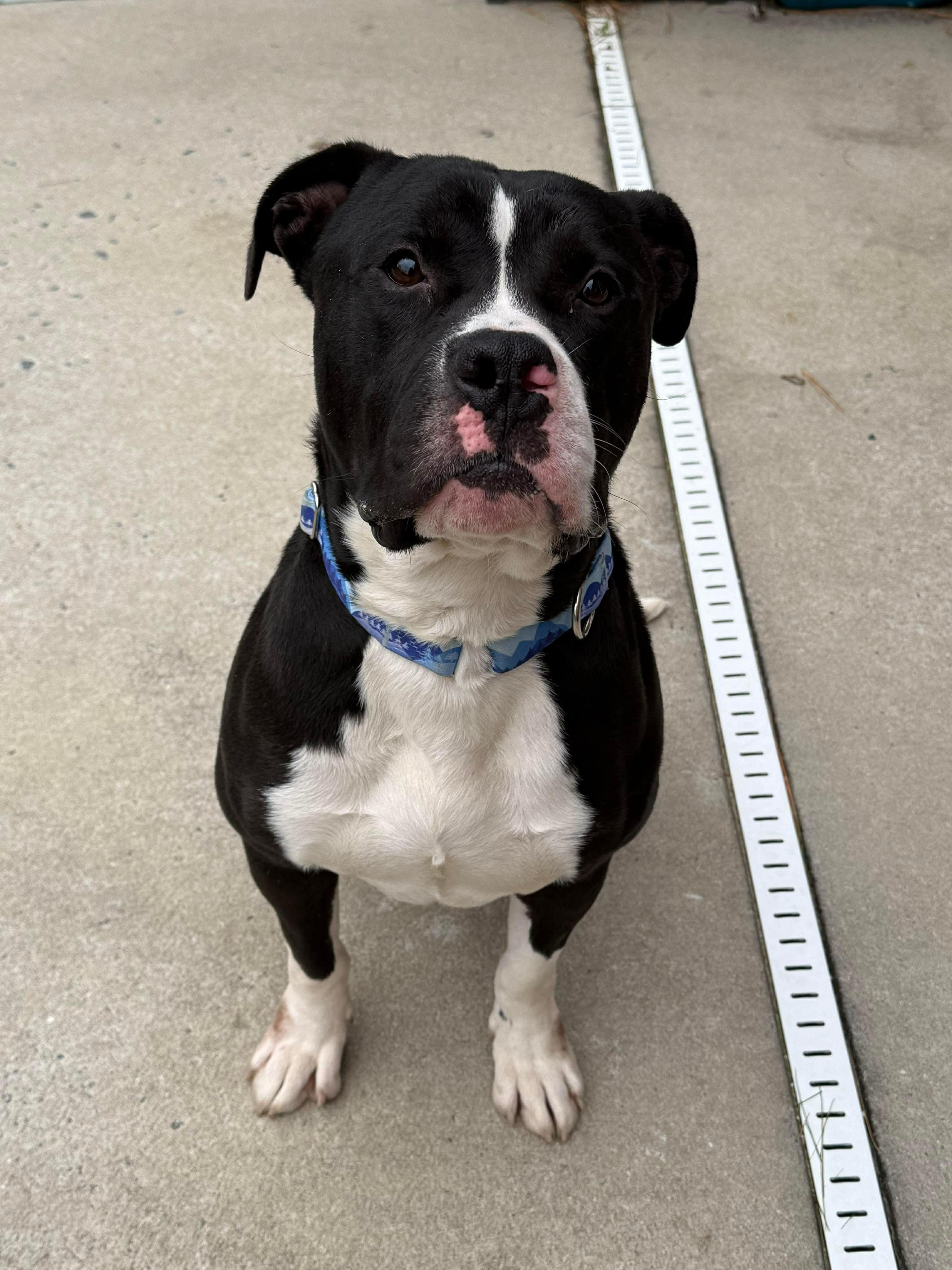 Zuko, ADOPTABLE, Adult Male Pit Bull Terrier.