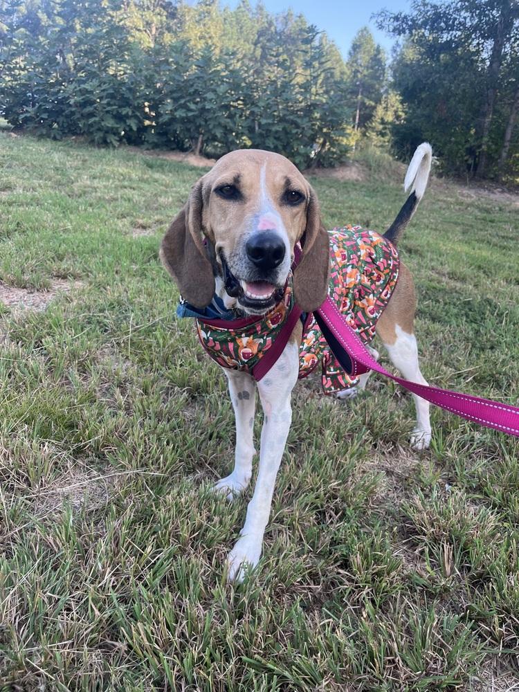 Reba, Adoptable, Adult Female Coonhound & Hound.