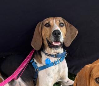 Enlarge Reba, a Adoptable mixed breed in Louisa, VA image 2/5