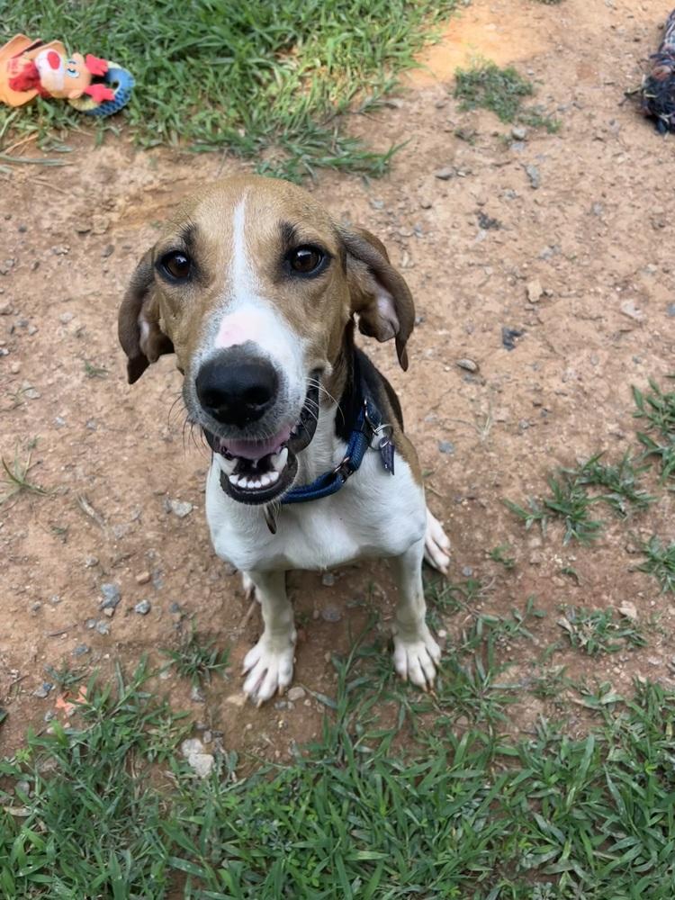 Enlarge Reba, a Adoptable mixed breed in Louisa, VA image 3/5