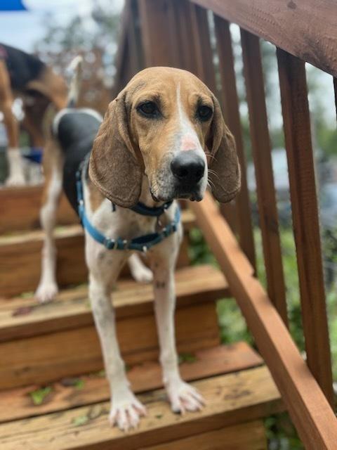 Enlarge Reba, a Adoptable mixed breed in Louisa, VA image 4/5