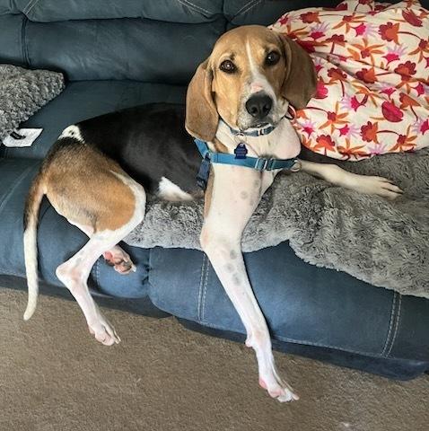 Enlarge Reba, a Adoptable mixed breed in Louisa, VA image 5/5