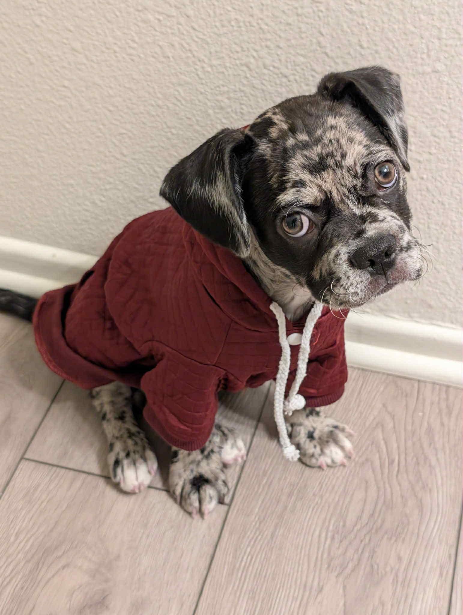 Enlarge Roscoe, a ADOPTABLE mixed breed in Redlands , CA image 1/2