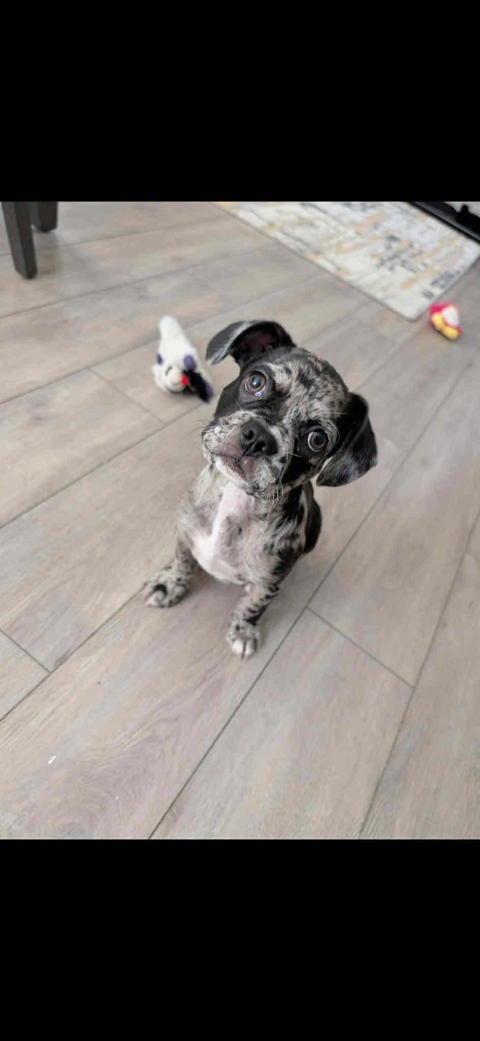 Enlarge Roscoe, a ADOPTABLE mixed breed in Redlands , CA image 2/2