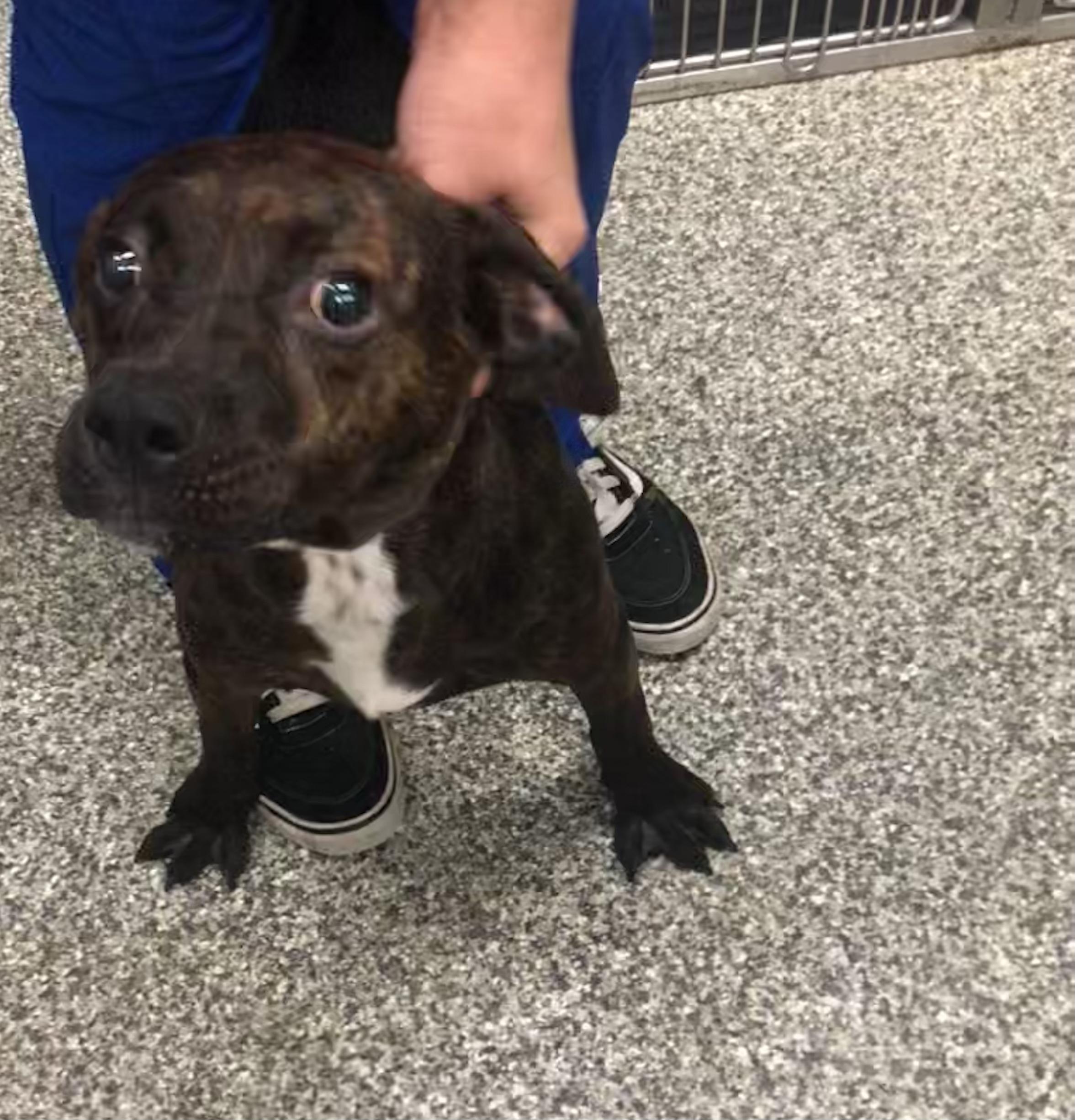 Enlarge Fizz, a Adoptable mixed breed in Parma, OH image 1/1