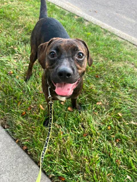 Fizz, adoptable, Puppy Male Beagle & Hound.