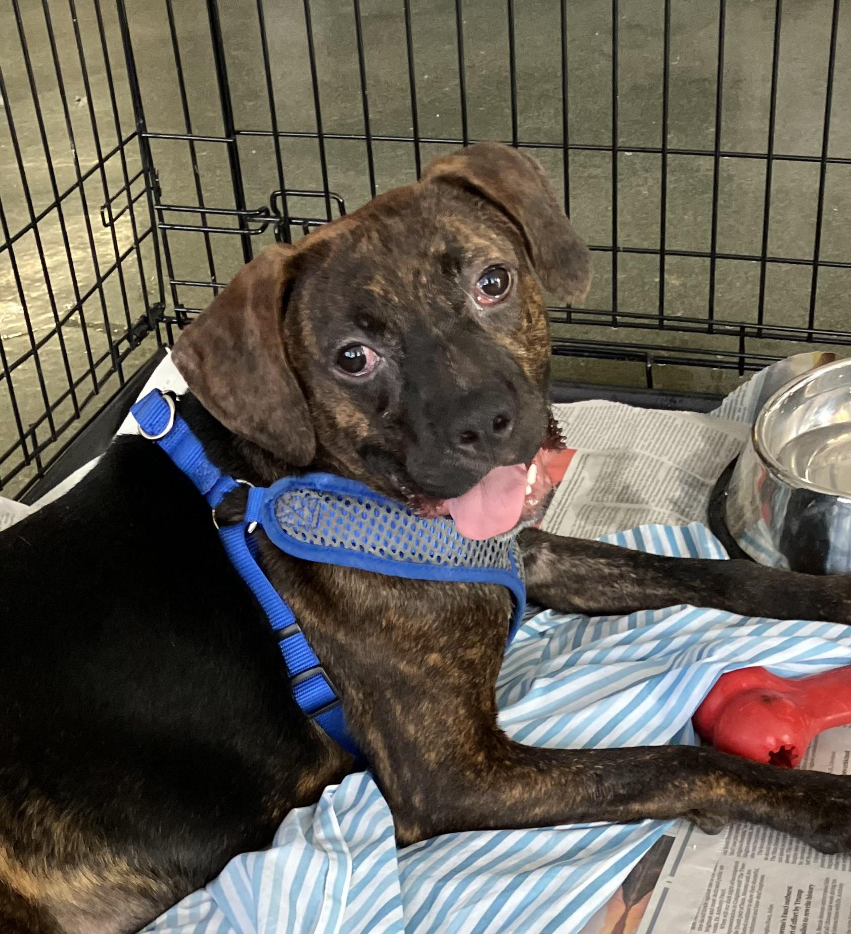 Fizz, an adoptable mixed breed in Parma, OH image 2/2