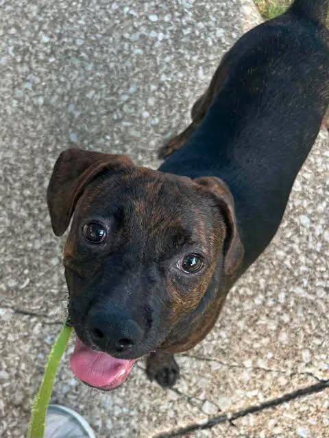 Enlarge Fizz, a Adoptable mixed breed in Parma, OH image 3/3