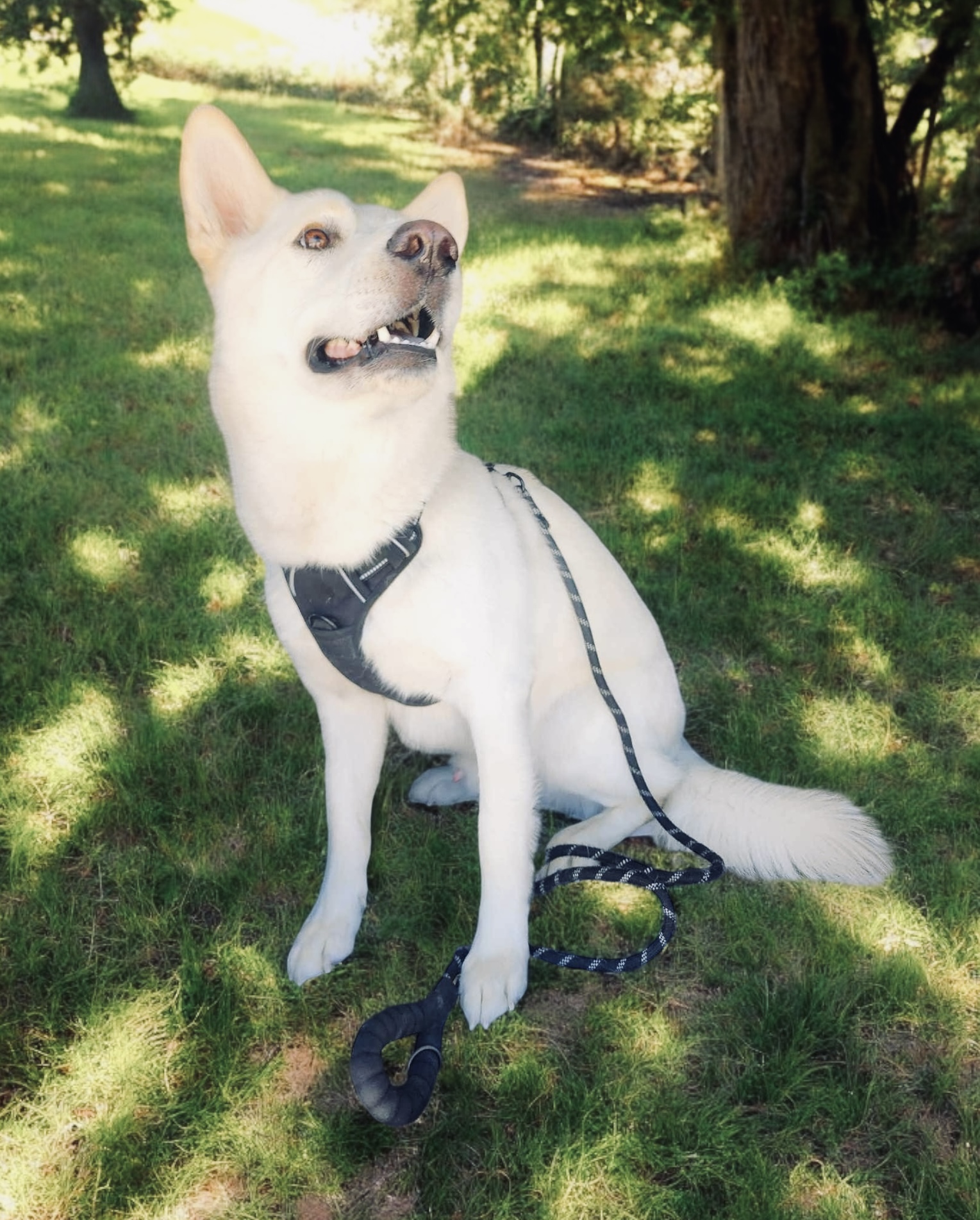 Dog for adoption Max, a Shepherd Mix in Ridgefield, NJ Petfinder