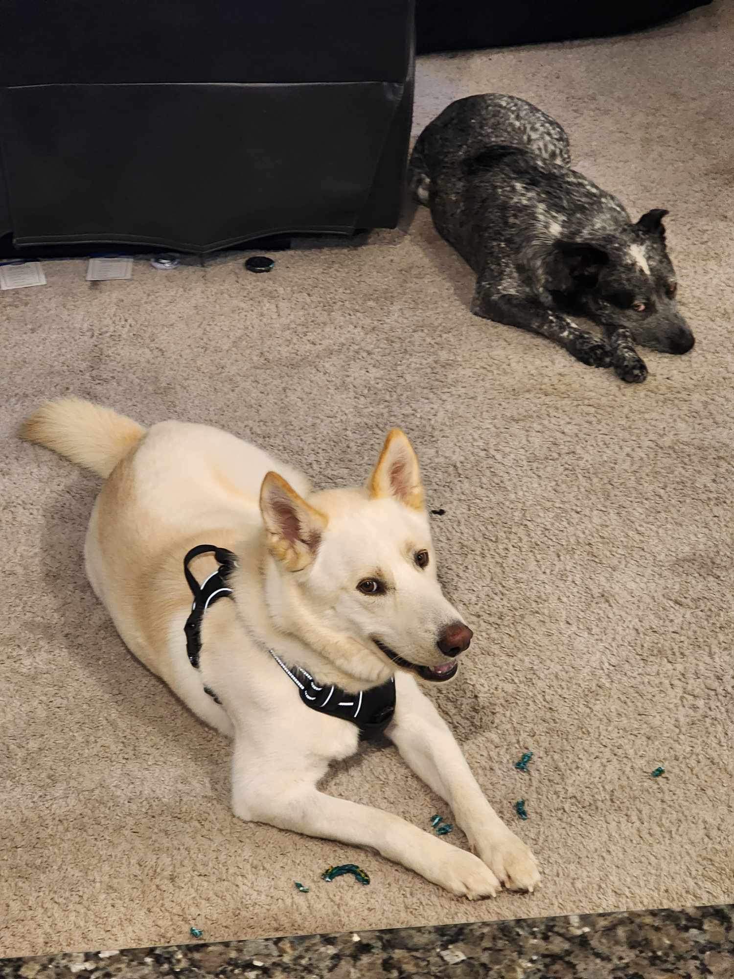 Dog for adoption Max, a Shepherd Mix in Ridgefield, NJ Petfinder