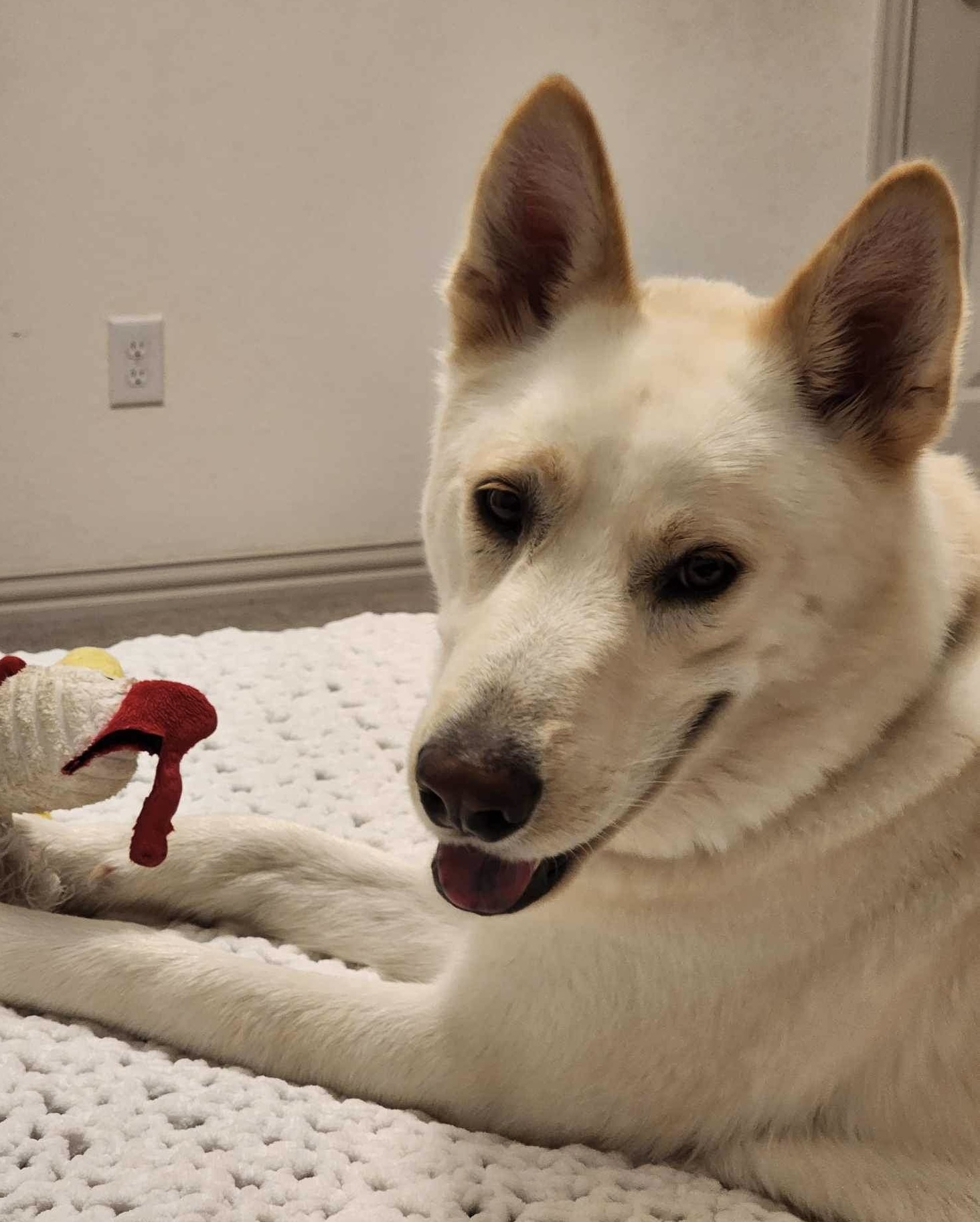 Dog for adoption Max, a Shepherd Mix in Ridgefield, NJ Petfinder