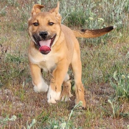 Citrine, Adoptable, Puppy Male German Shepherd Dog.