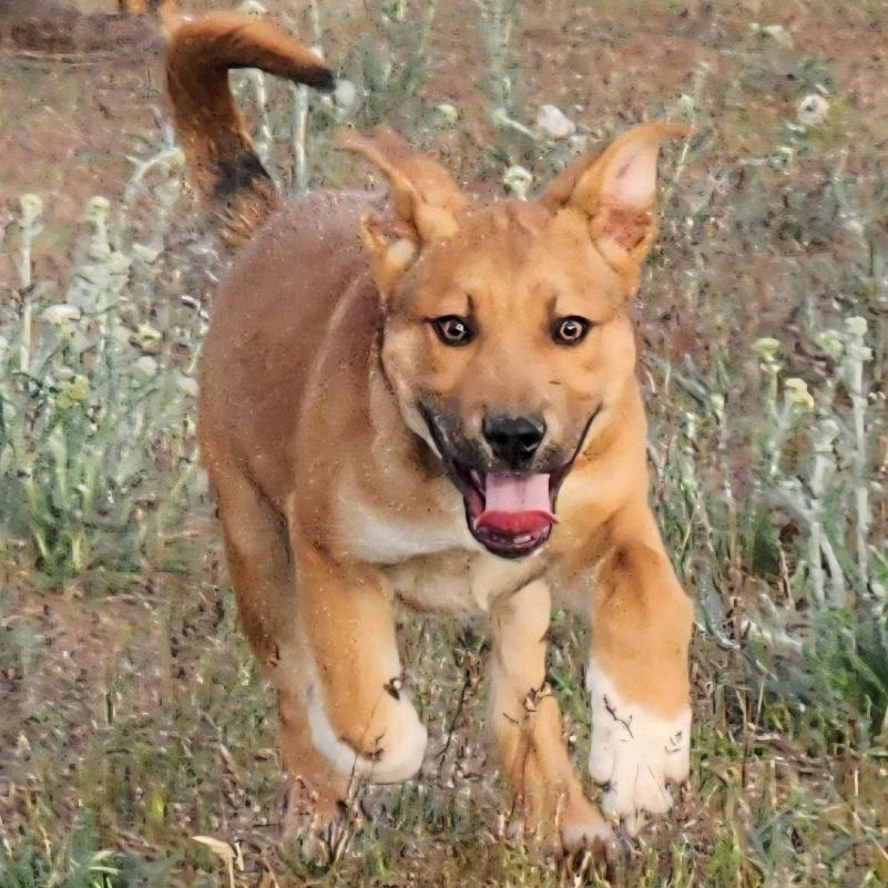 Enlarge Citrine, a Adoptable mixed breed in Spanaway, WA image 3/3
