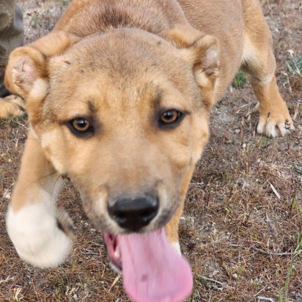 Enlarge Citrine, a Adoptable mixed breed in Spanaway, WA image 2/3