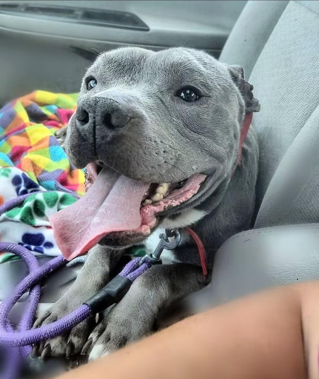 Enlarge PORKCHOP, an adopted mixed breed in Flint, MI image 2/6