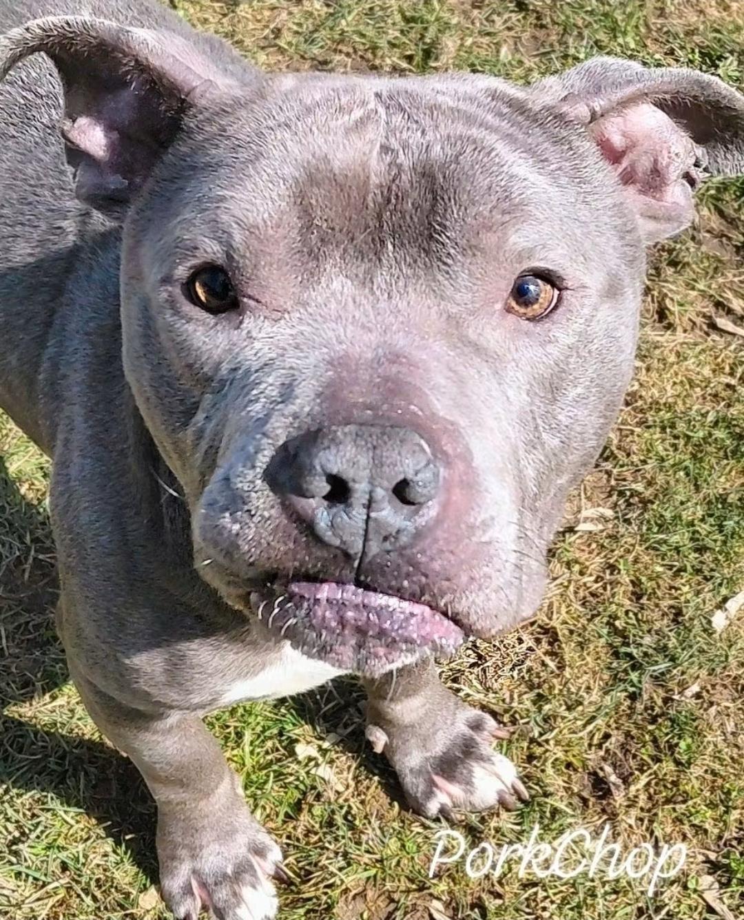 Enlarge PORKCHOP, an adopted mixed breed in Flint, MI image 6/6