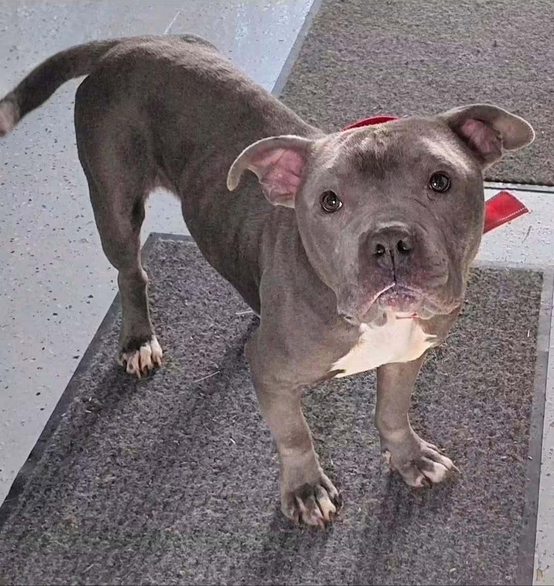 PORKCHOP, adopted, Young Male American Staffordshire Terrier & Bulldog.