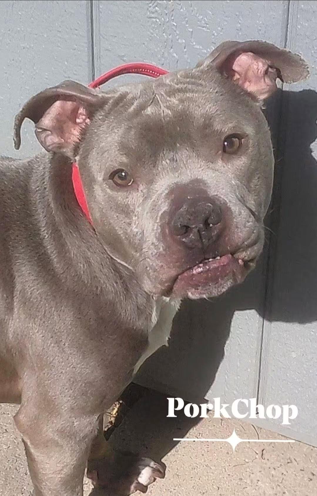 Enlarge PORKCHOP, an adopted mixed breed in Flint, MI image 4/6