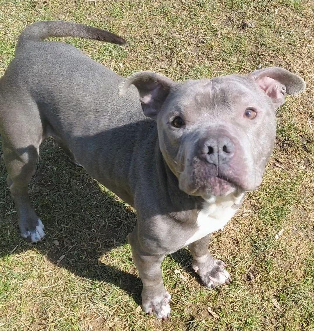 Enlarge PORKCHOP, an adopted mixed breed in Flint, MI image 3/6