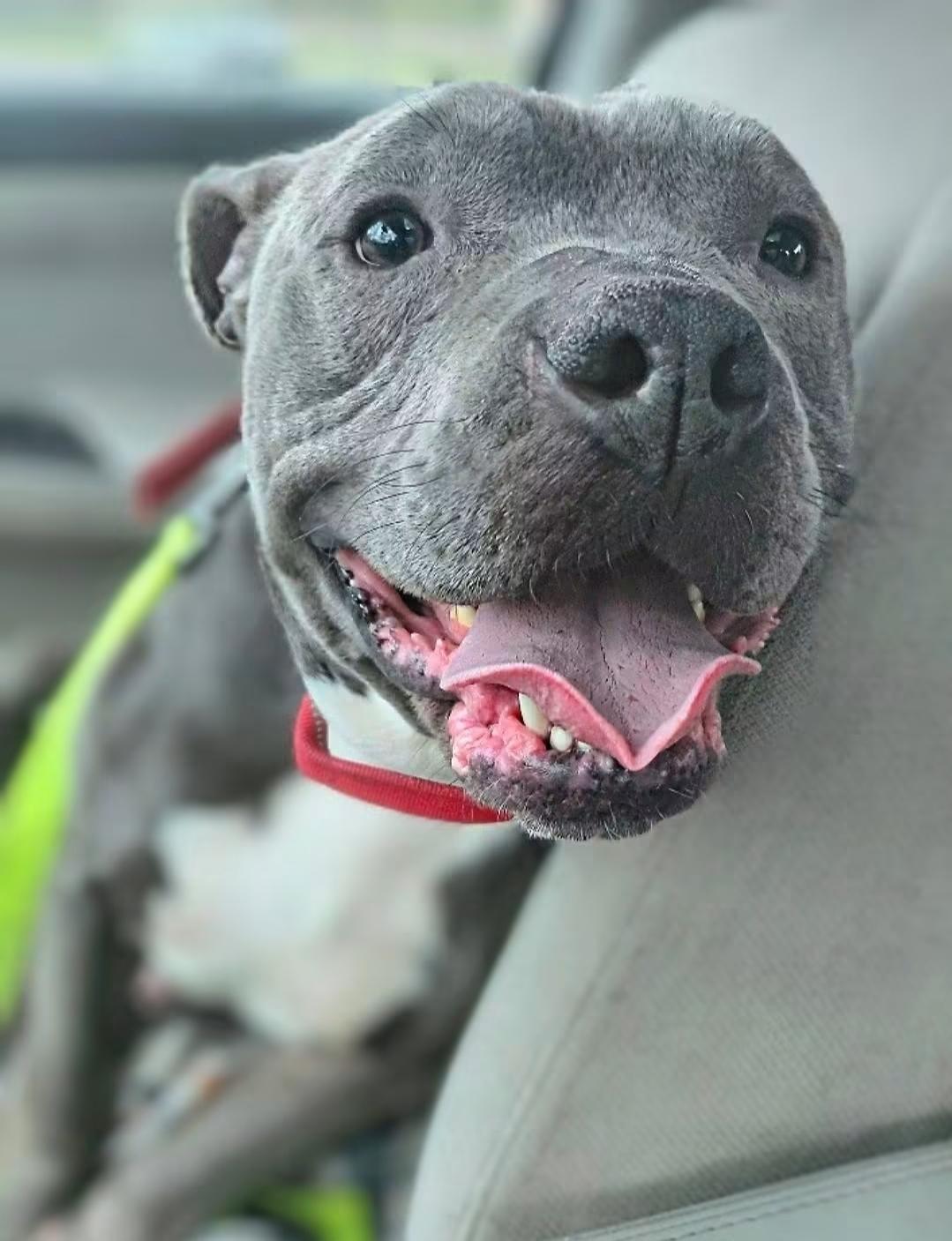 Enlarge PORKCHOP, an adopted mixed breed in Flint, MI image 5/6