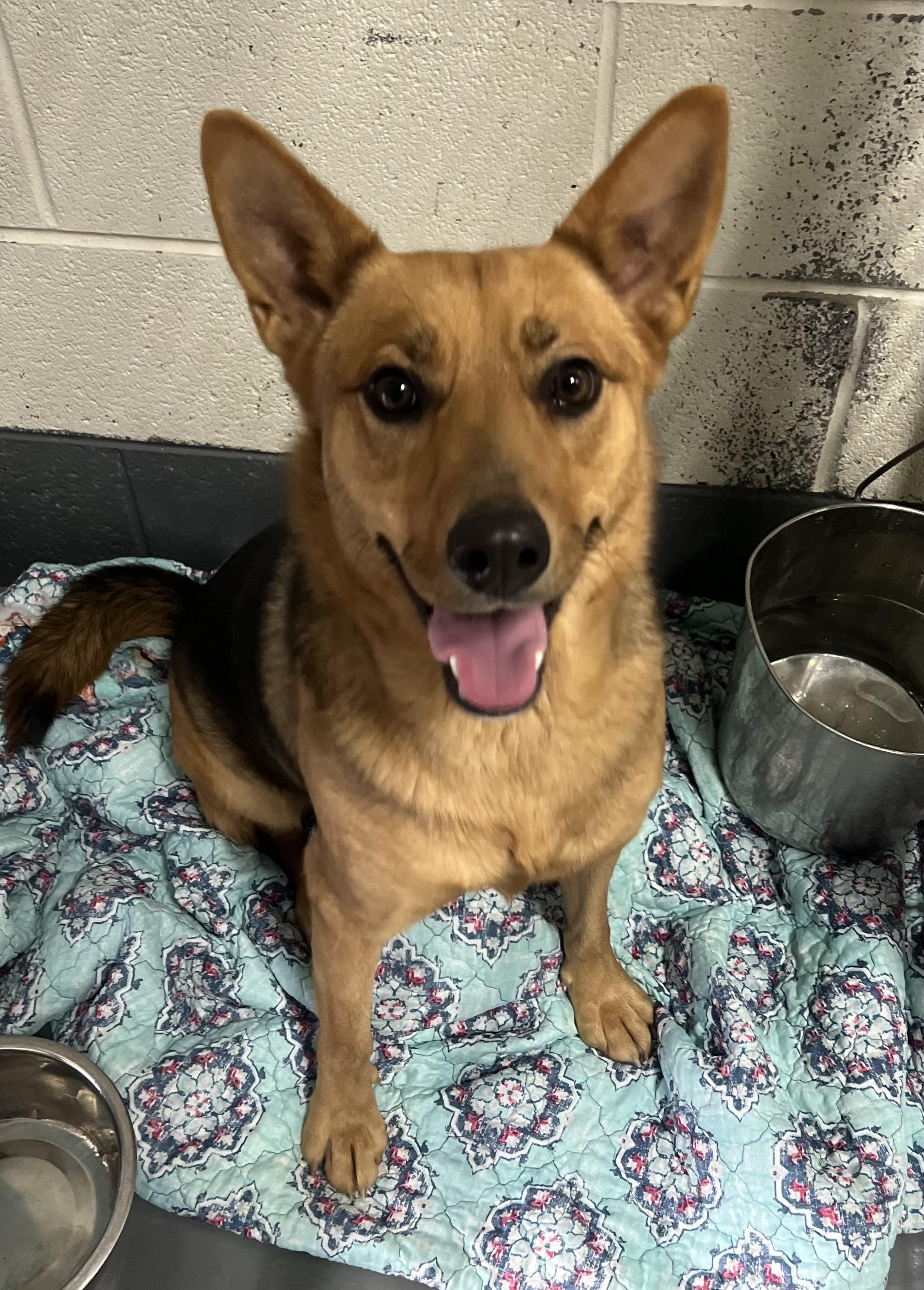 Enlarge Rose, a ADOPTABLE mixed breed in Edgewater, NJ image 1/3