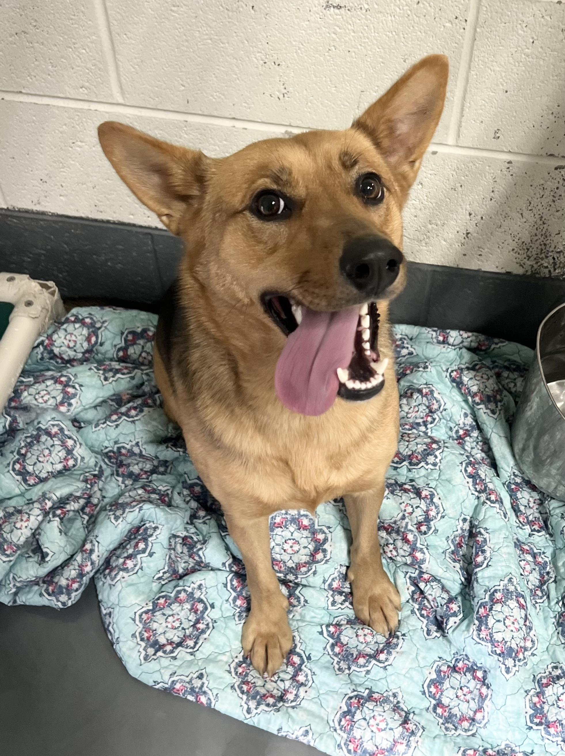 Enlarge Rose, a ADOPTABLE mixed breed in Edgewater, NJ image 3/3