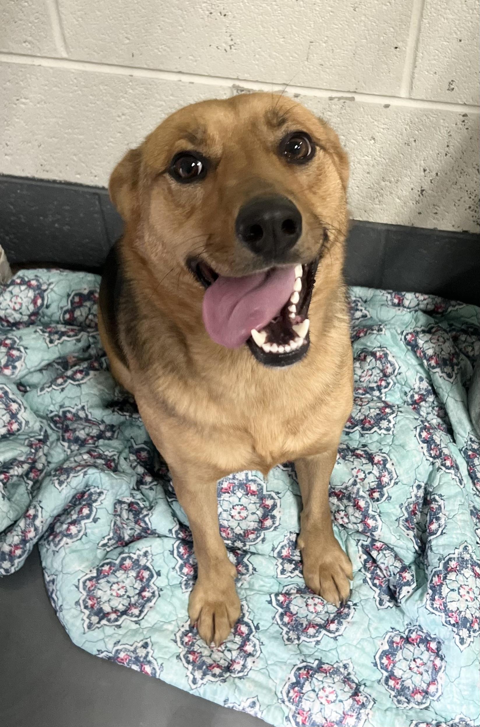 Enlarge Rose, a ADOPTABLE mixed breed in Edgewater, NJ image 2/3