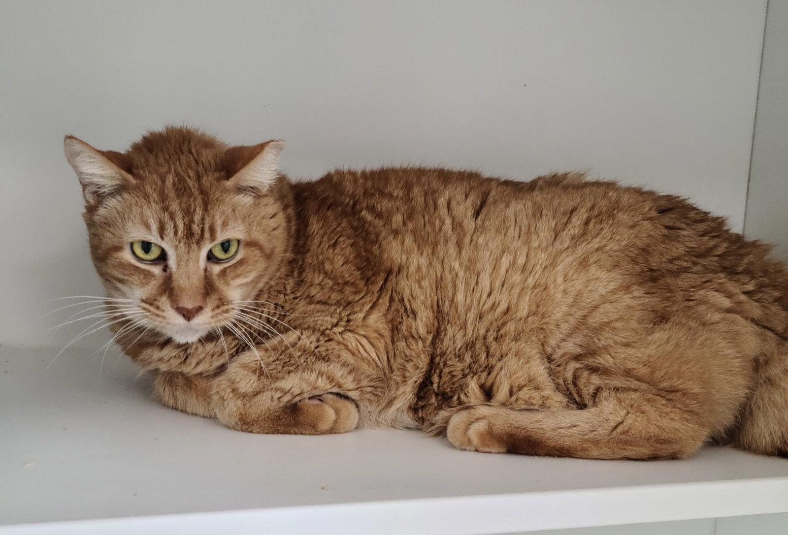 Enlarge Rumi, a Adoptable Domestic Short Hair in Satellite Beach, FL image 1/3