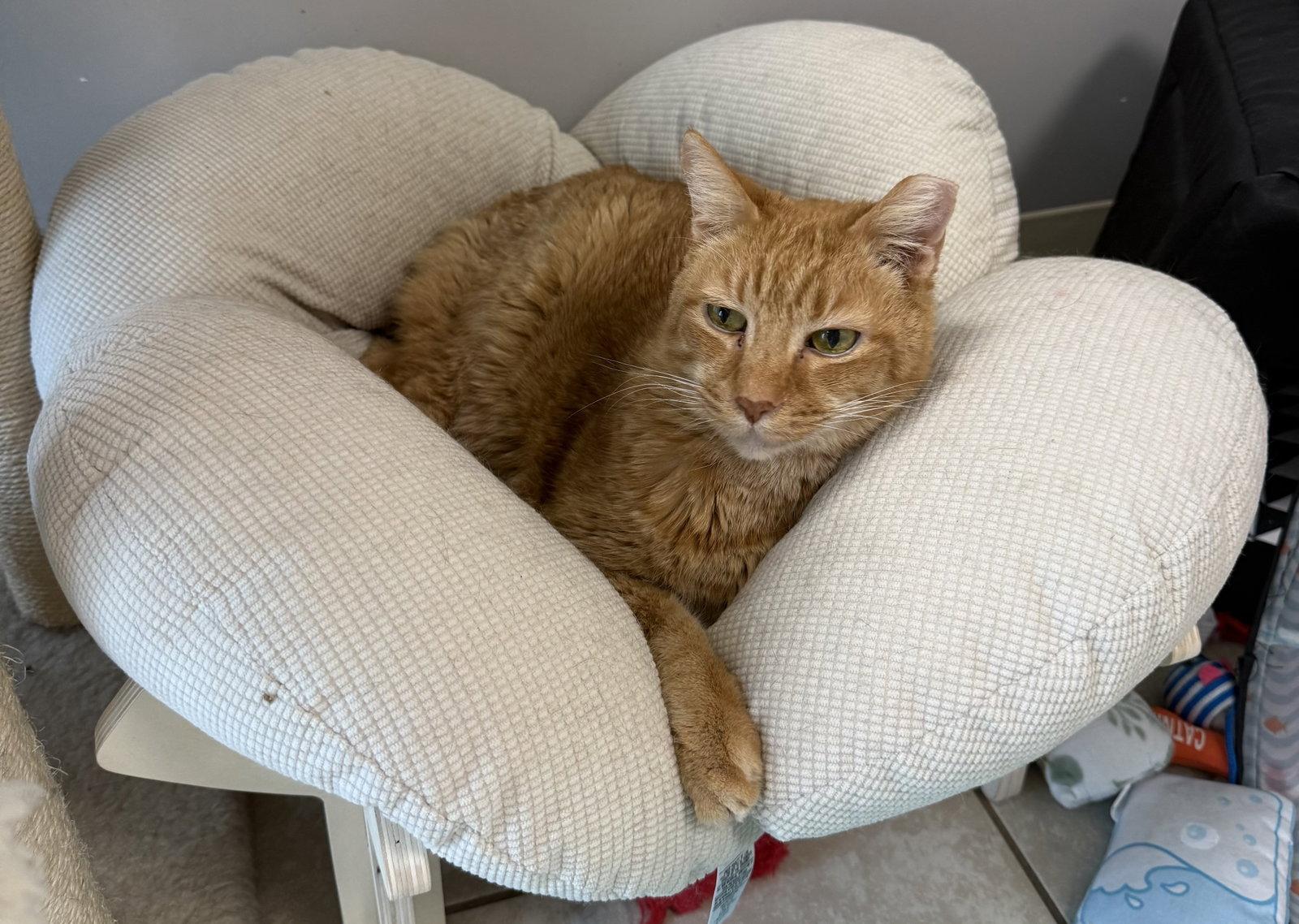 Rumi, a Adoptable Domestic Short Hair in Satellite Beach, FL image 1/3