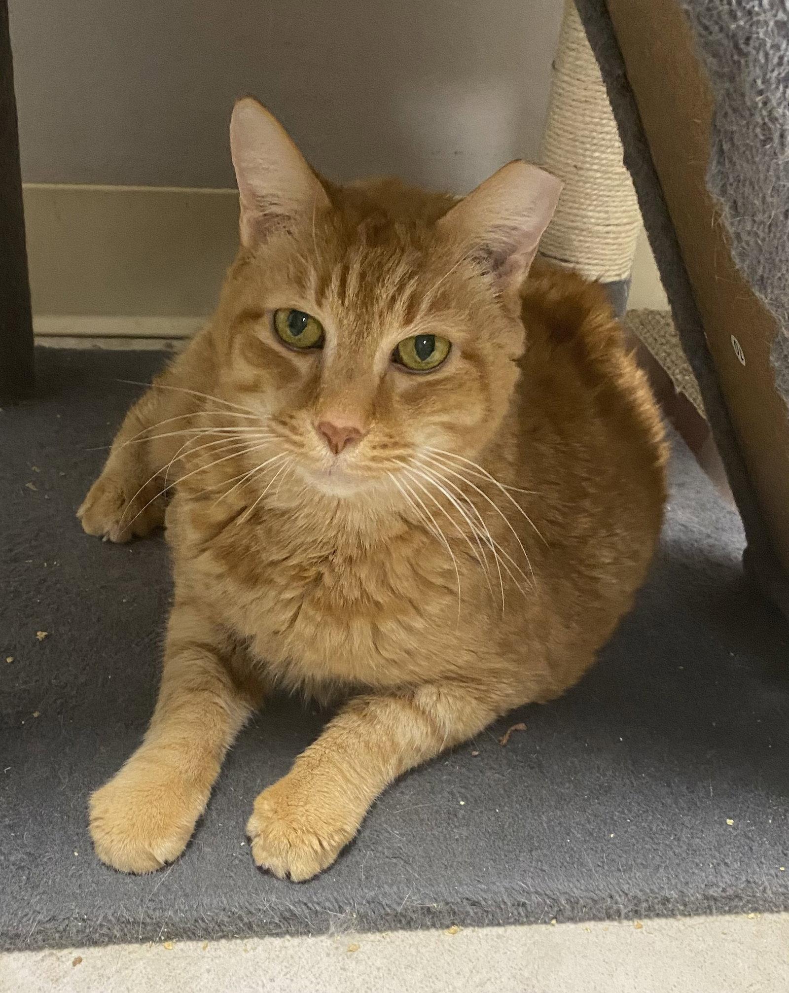 Rumi, Adoptable, Young Male Domestic Short Hair.